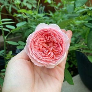 Meet your Posher, Phi